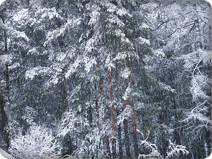 Анимация снегопад в лесу. Снегопад в лесу gif. Снежная буря в тайге. Метель в тайге