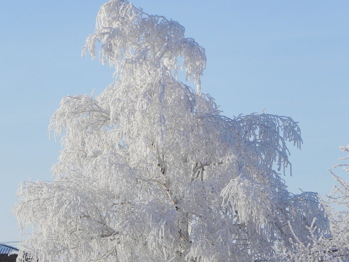 DSCN8653 (700x525, 83Kb)