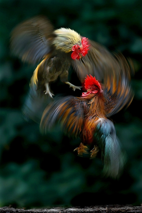 8fd9fa2df6db (466x700, 187Kb)