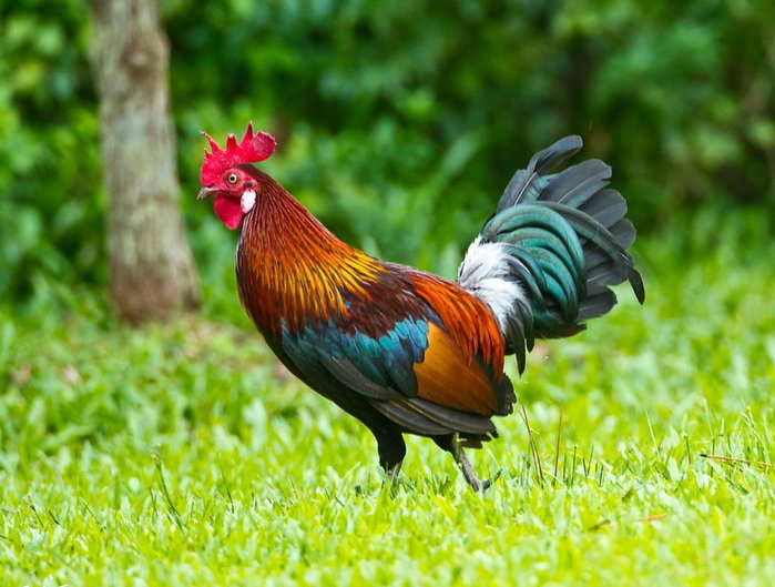 rooster1 (700x529, 89Kb)