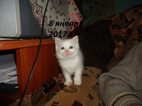 DSC03060 (500x375, 83Kb)