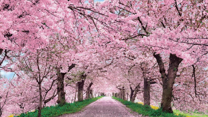 cherry-blossom-wallpaper-HD7 (700x393, 397Kb)