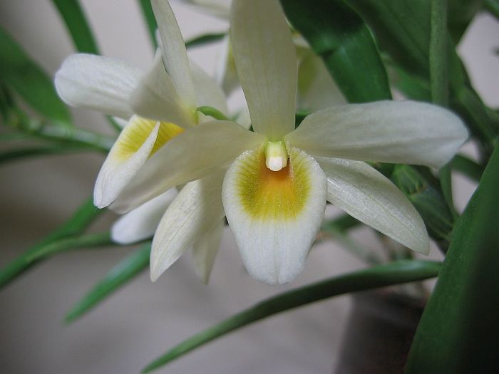 Dendrobium_jalt13 (700x525, 34Kb)