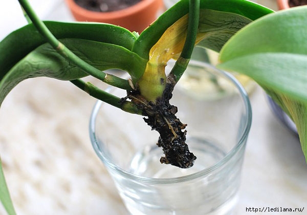 Вялые и морщинистые листья орхидеи: как спасти цветок