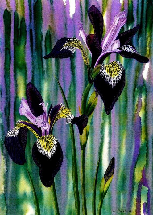 PRINCESSES, IRISES AND PEACOCKS _Liz Clarke (496x700, 469Kb)