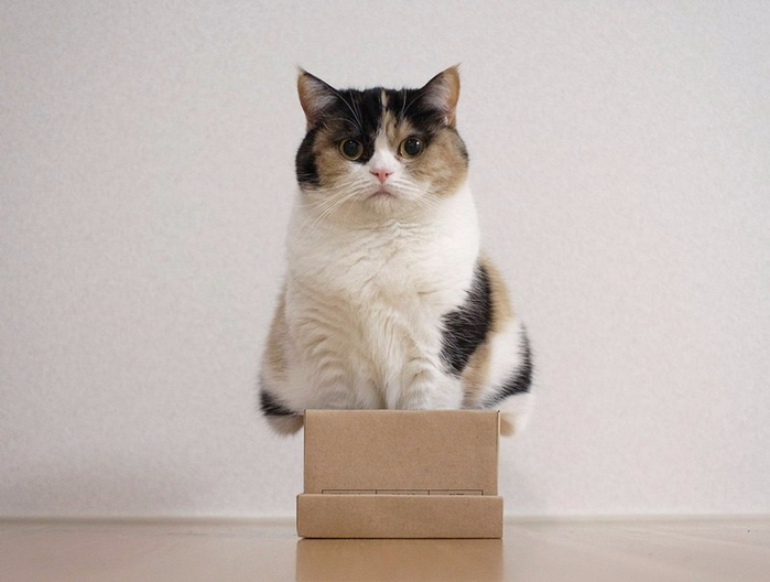 кошки в коробках фото 5 (700x528, 221Kb)