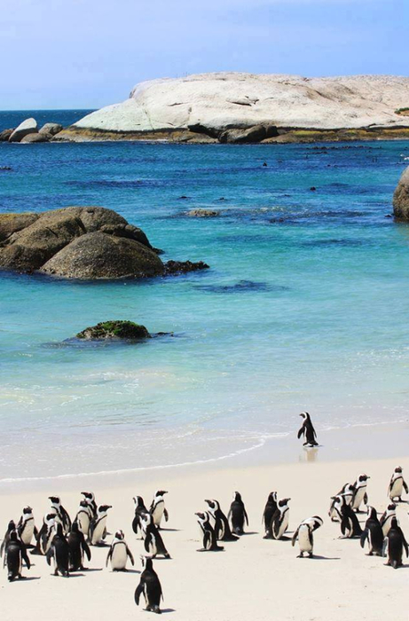 Capetown South Africa, Boulders beach (461x700, 299Kb)