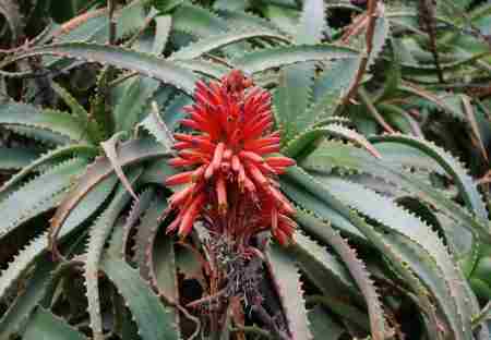 Aloe (450x312, 13Kb)