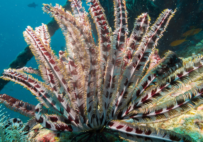 regal-feather-star_havelock_india_3 (700x490, 580Kb)
