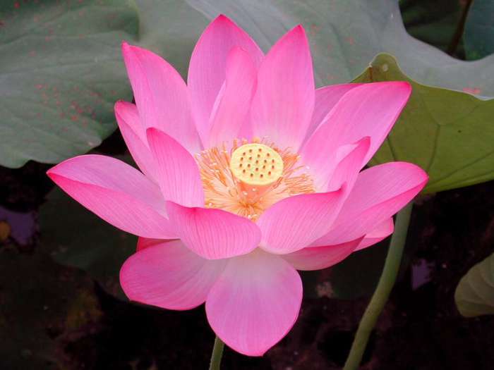 beautiful_lotus_flower (700x525, 306Kb)