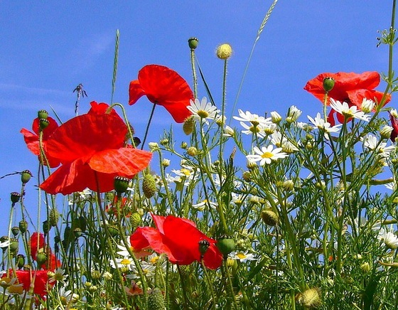 papaver-rhoeas-57472_640-копия-2 (560x436, 397Kb)