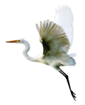  33el (562x700, 199Kb)