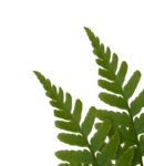  40el (608x700, 267Kb)
