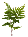  49el (375x500, 182Kb)