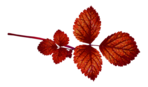  51el (500x293, 107Kb)