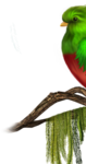  53el (368x700, 231Kb)