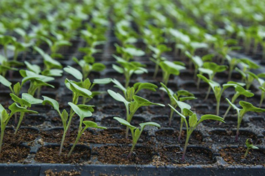 seedlings-640x426 (540x359, 122Kb)