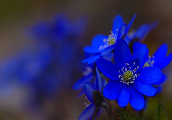 Blue Flowers (3) (700x488, 263Kb)
