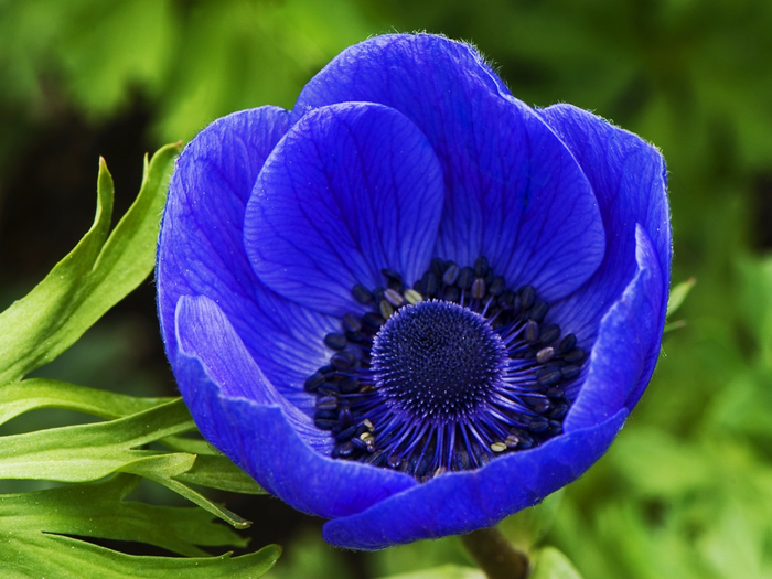 flowers-blue-flower-backgrounds (700x525, 400Kb)