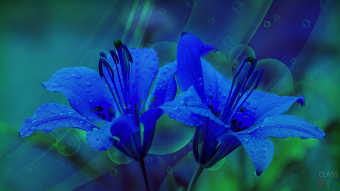 Sinii-lilii (700x393, 288Kb)