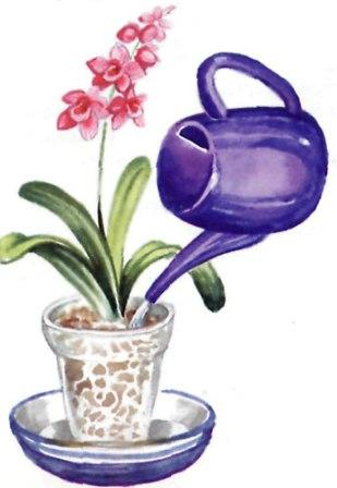 Орхидея-фаленопсис-как-поливать (309x448, 88Kb)