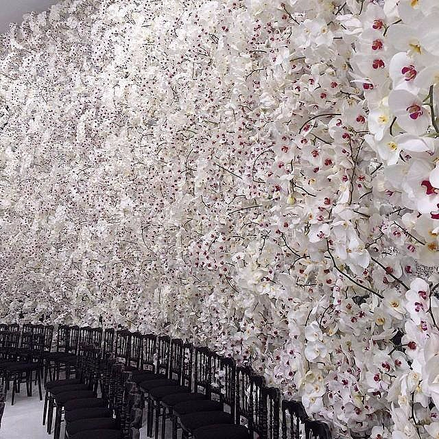 орхидеи цветут (640x640, 558Kb)