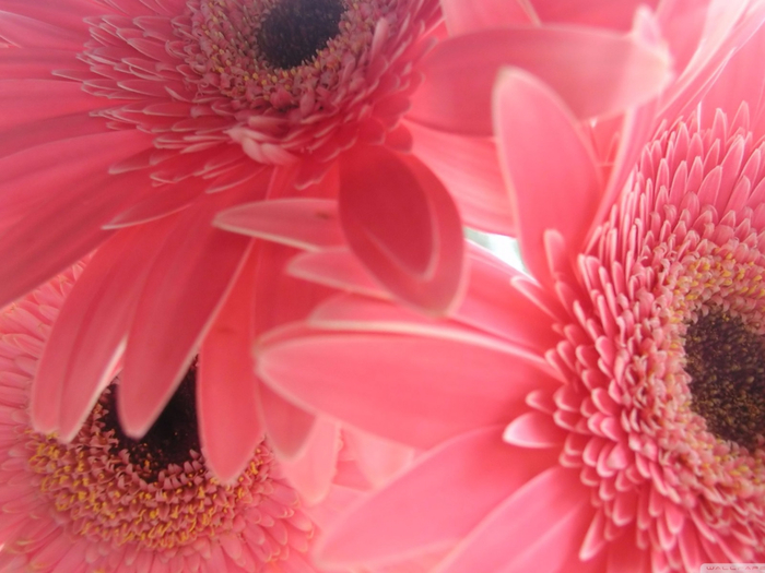 Pink_gerbera_flowers-wallpaper-2560x1600-1600x1200 (700x525, 347Kb)