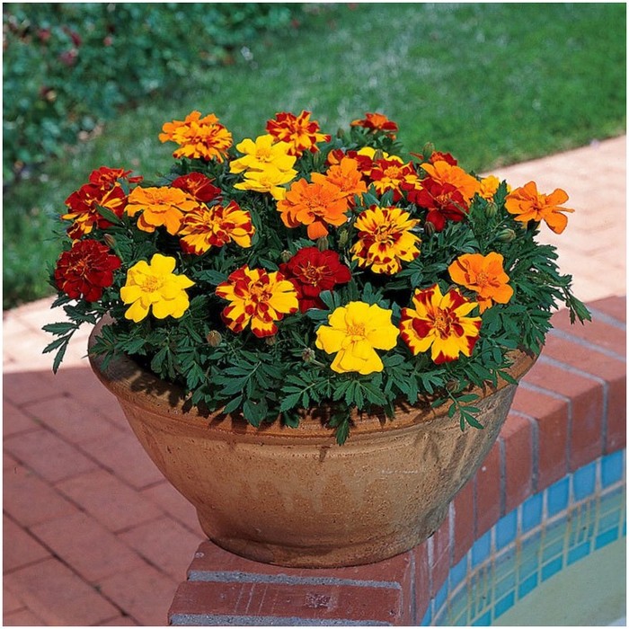 content-marigolds-in-the-flowerbed3-econet-ru (700x700, 162Kb)