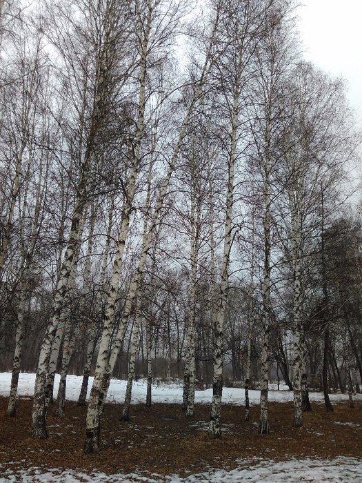 IMG_20170226_170203 (525x700, 558Kb)