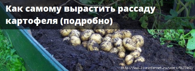 Ранняя картошка рассадой. Рассада картошки в пакетиках. Можно ли сажать картошку в июне.