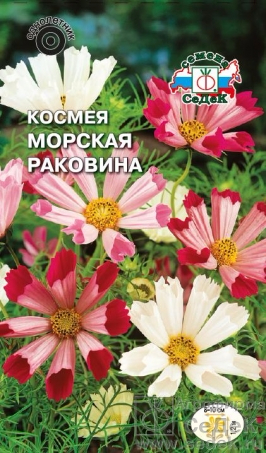 kosmeya_morskaya_rakovina_makhrovaya_smes (266x453, 189Kb)