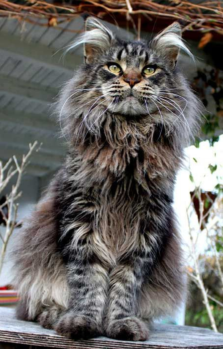 grizzly maine coon (448x700, 328Kb)