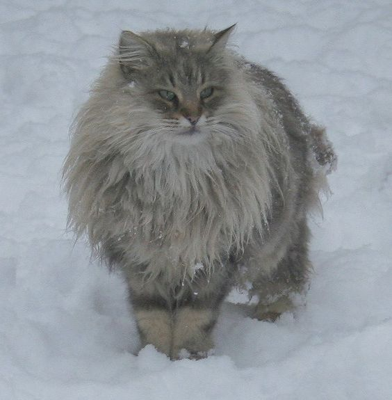 Norwegian Forest Cat (564x575, 146Kb)