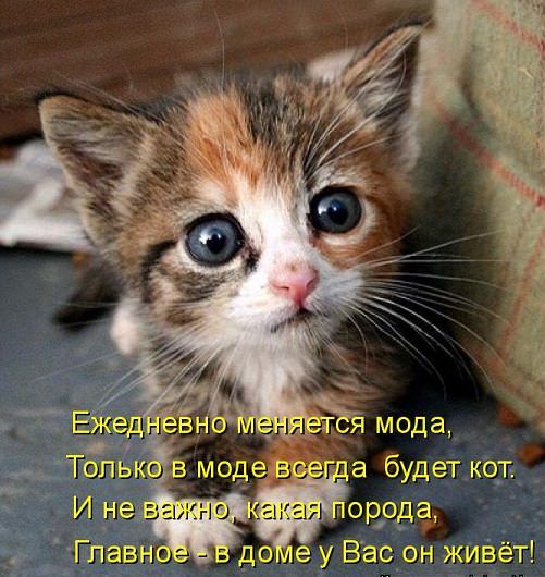 https://img0.liveinternet.ru/images/attach/d/1/134/187/134187176_stihmodanakotov.jpg