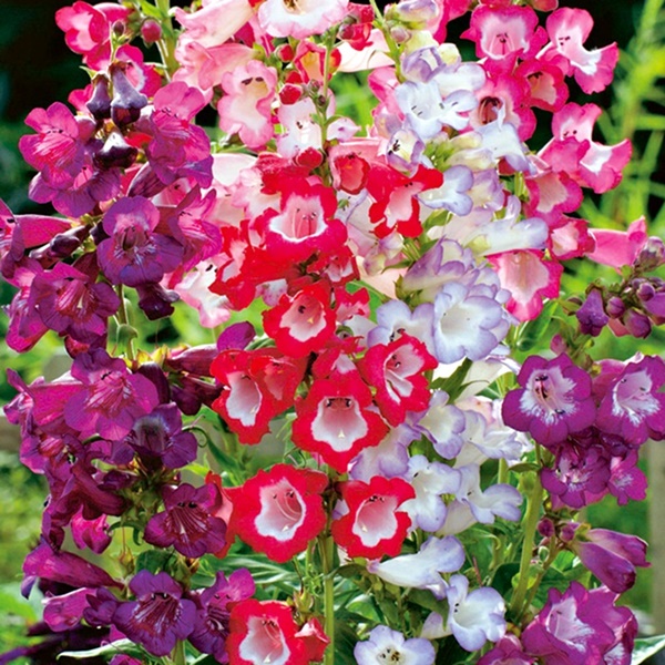 4920201_Penstemon (600x600, 205Kb)