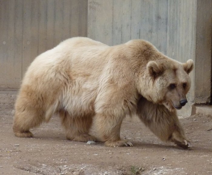 a-grolar-bear-a-very-rare-half-grizzly-and-half-polar-bear-hybrid_preview (700x578, 67Kb)