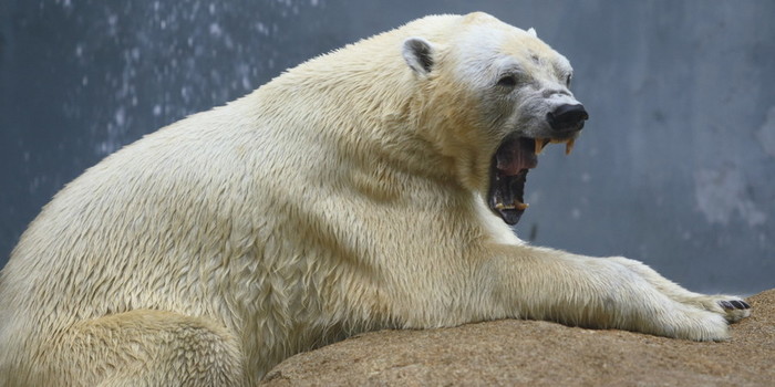 o-POLAR-BEAR-facebook (700x350, 67Kb)