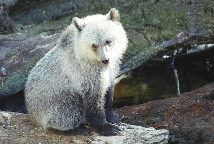 2-Grizzly_bear_cub_in_Western_Canada_(%ED%9A%8C%EC%83%89%EA%B3%B0) (700x470, 65Kb)