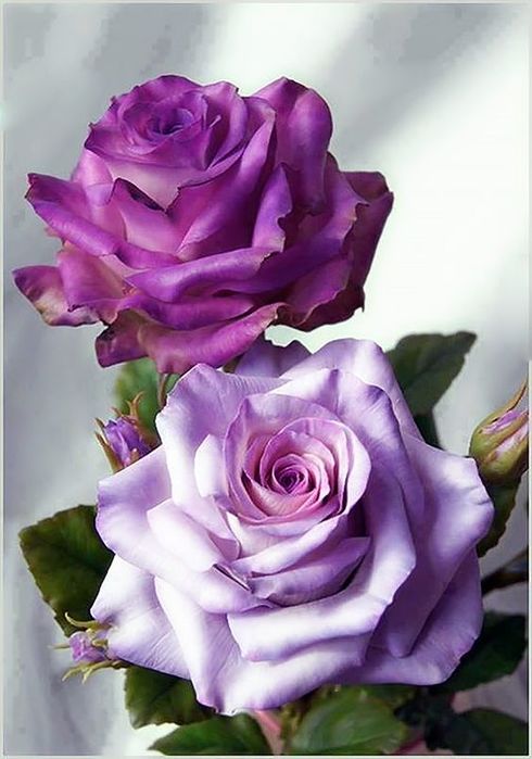 5918687_1e3eac702bd3644dc7f9d4d25f56d737 (490x700, 53Kb)