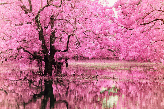 4514057_sakura_1 (700x466, 182Kb)