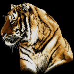  Tiger (462x462, 64Kb)