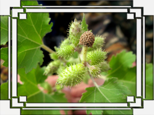 5651699_198275 (619x464, 435Kb)