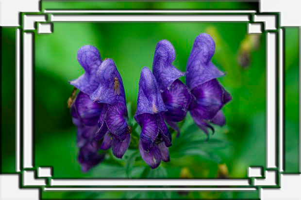 5651699_198276 (620x413, 329Kb)