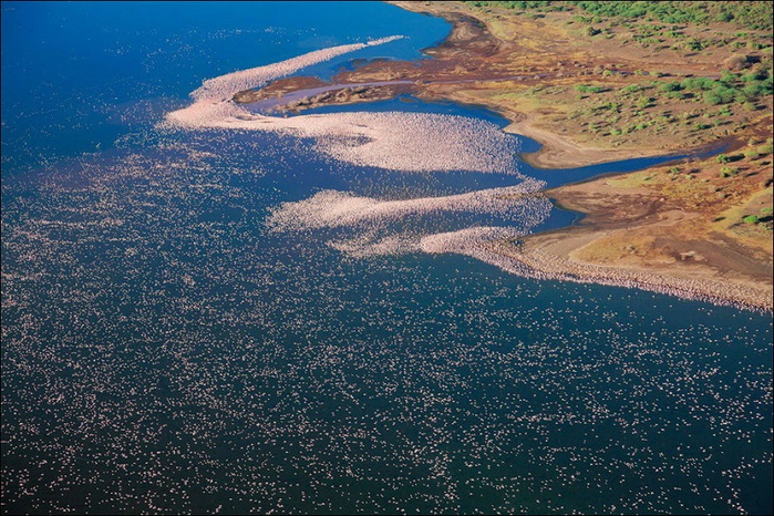 1-Миллионы фламинго на озере Накуру в Кении (700x466, 485Kb)