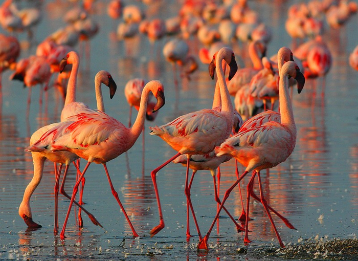 3-розовые фламинго на озере Накуру в Кении (700x510, 455Kb)