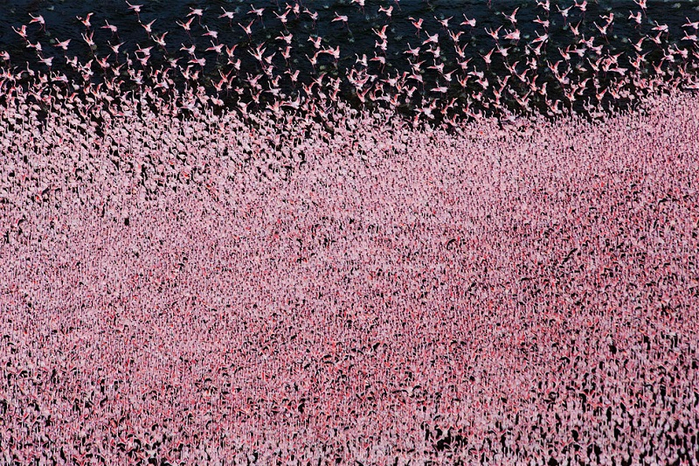 7- озовые фламинго на озере Накуру в Кении (700x466, 594Kb)