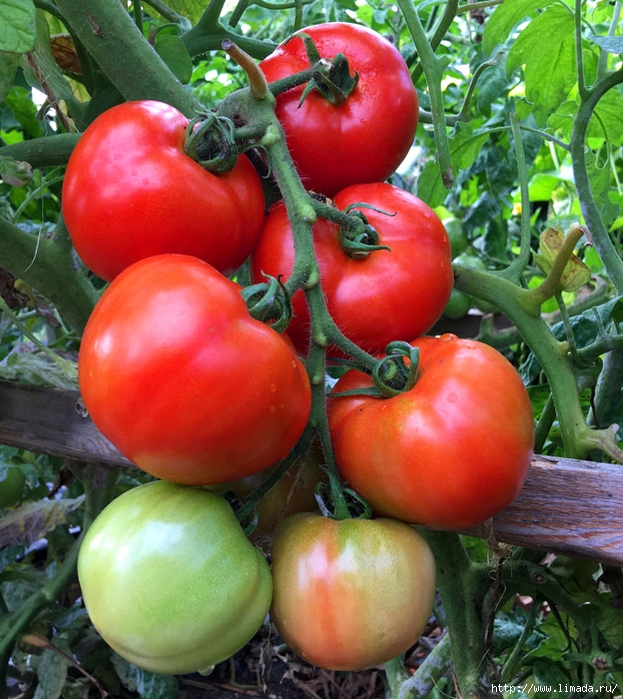 grow-tomatoes-5-secrets-apieceofrainbowblog-6 (623x700, 377Kb)