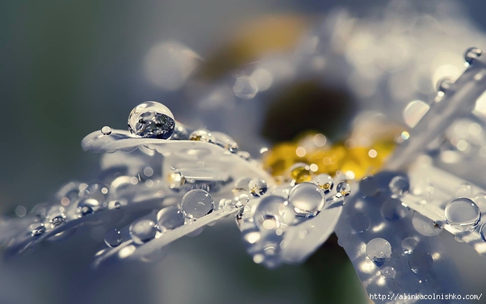 Water-Drops-Photography-15 (700x437, 174Kb)