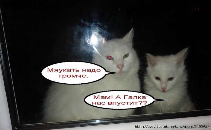 129989855_Bella_i_Snezhka_15_noyab_12_g (699x429, 120Kb)