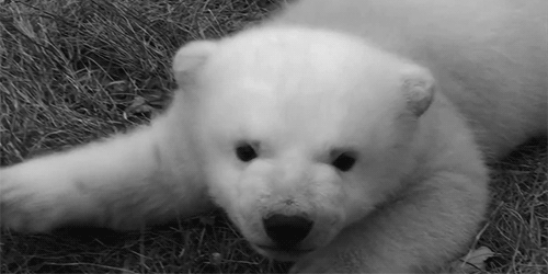 cubs-polar-bear-Favim.com-1866021 (500x250, 905Kb)